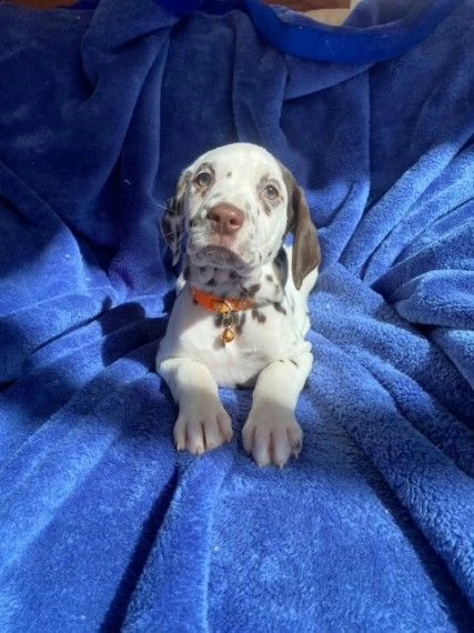 cucciolini dalmata disponibili | Foto 2