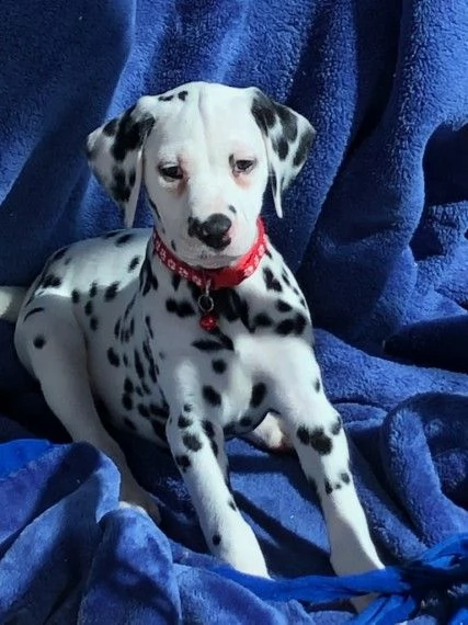 cucciolini dalmata disponibili