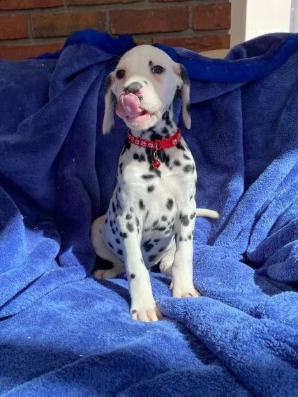 cucciolini dalmata disponibili | Foto 1