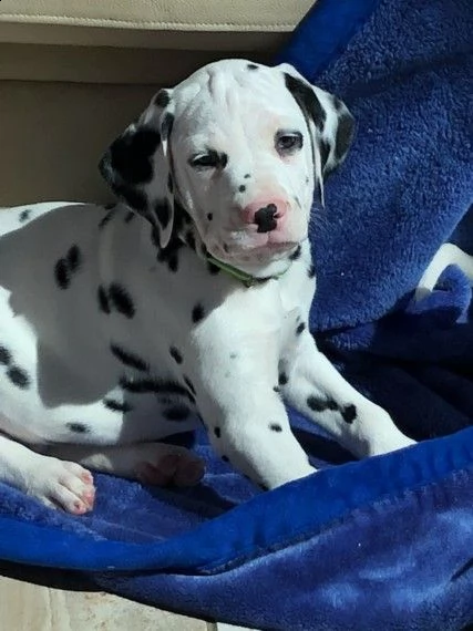 cucciolini dalmata disponibili | Foto 0