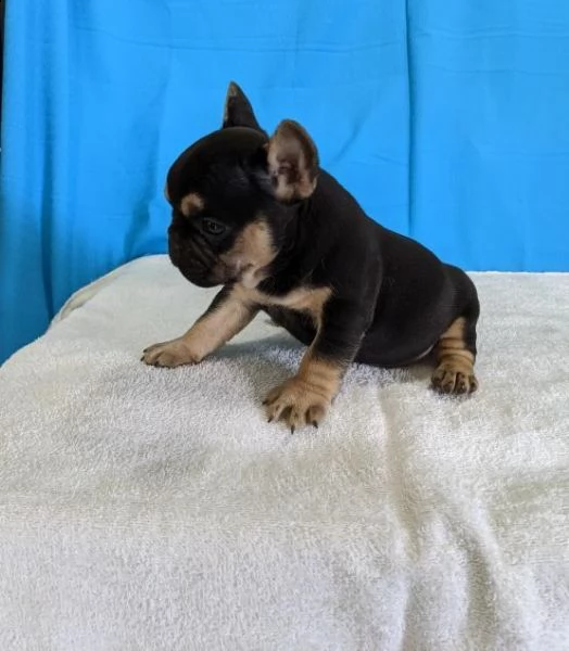  cuccioli di bulldog francese 