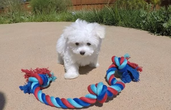  regalo maltese cuccioli meravigliosi ! 