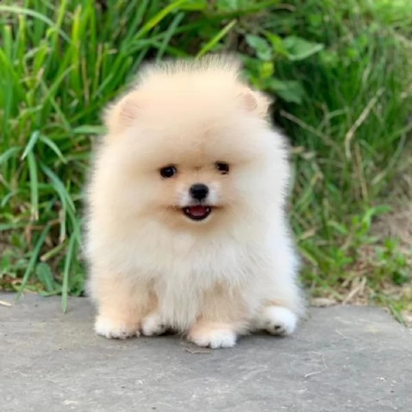 regalo  volpino pomerania mini toy ssssss | Foto 0