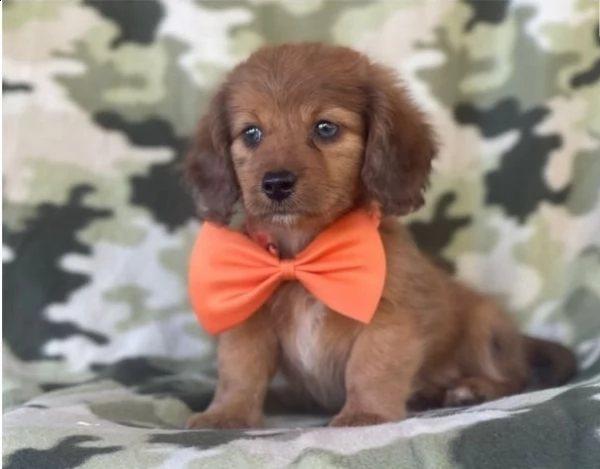 regalo adorabili cuccioli  bassotto femminucce e maschietti disponibili