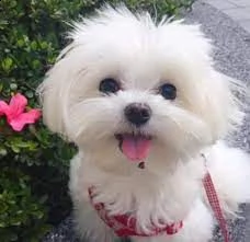 regalo maltese