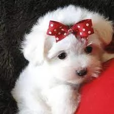 regalo maltese,,,,,,,,,,,