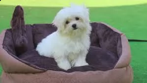 regalo maltese////////