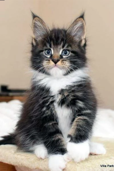 bellissimi gattini maine coon di razza pura disponibili per l'adozione.