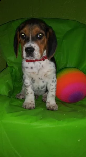 regalo beagle cuccioli meravigliosi ! 