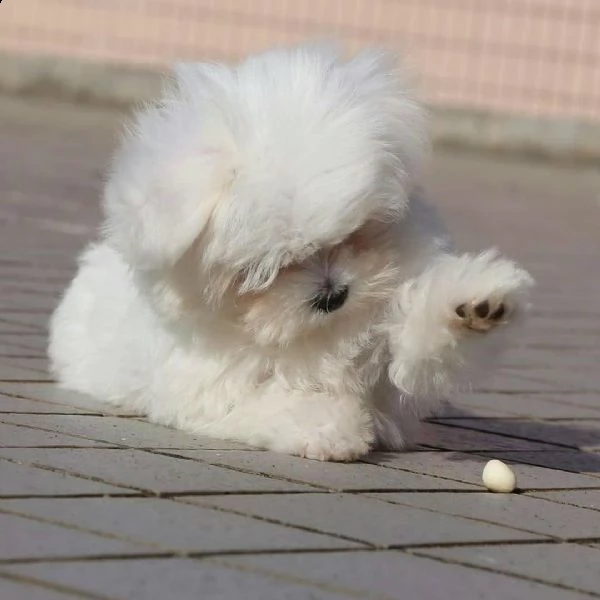   regalo  maltese nano mini toy [at][at][at][at][at] | Foto 0