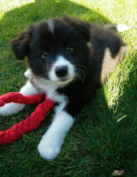 regalo bulldog inglese cuccioli con pedigree
