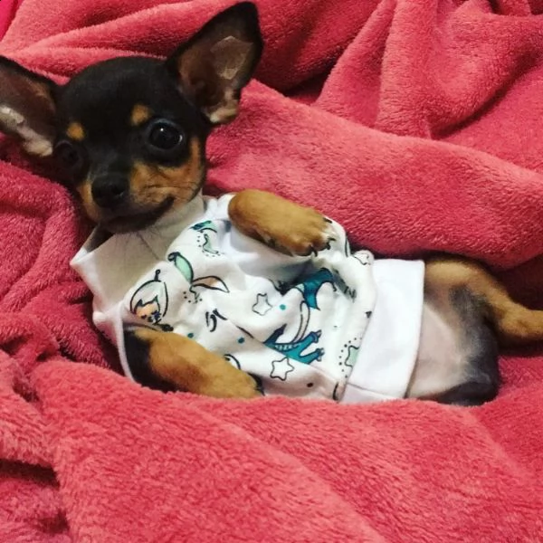  regalo cuccioli di pinscher  | Foto 0