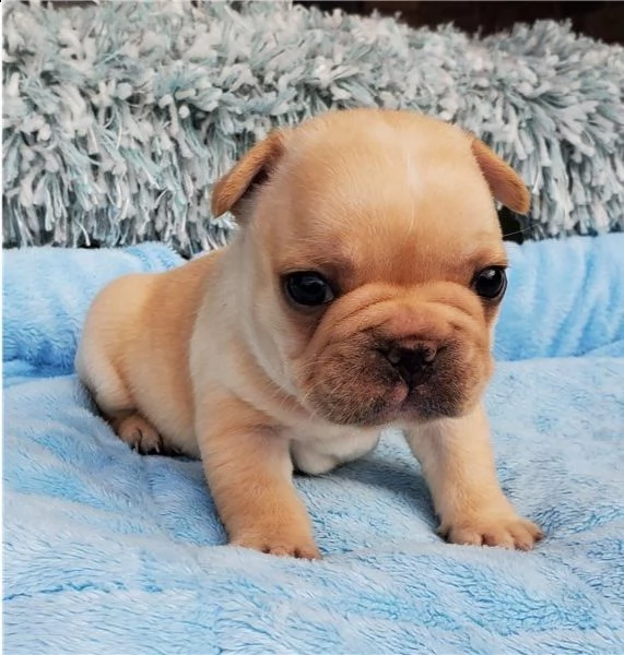 regalo cuccioli di bulldog frances