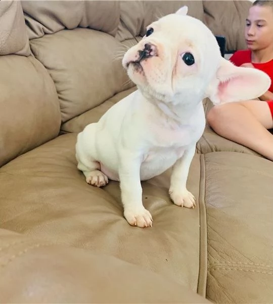 cuccioli di bulldog francese per l'adozione