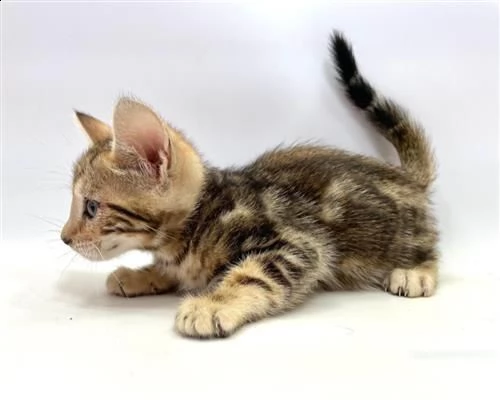 bengala cuccioli | Foto 1