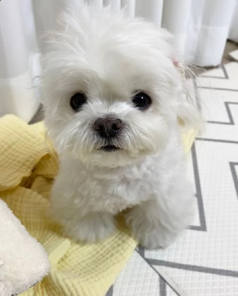 regalo maltese maltese cuccioli nano | Foto 0