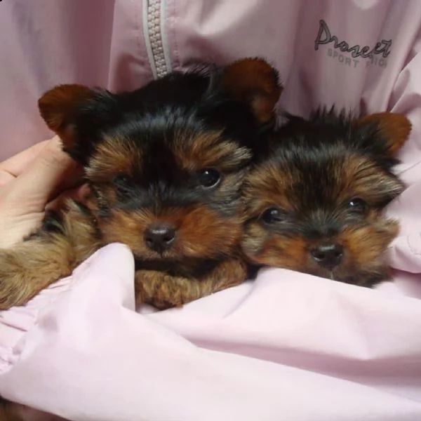 cuccioli di yorkshire terrier | Foto 2