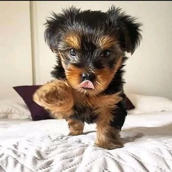 cuccioli di yorkshire terrier | Foto 1