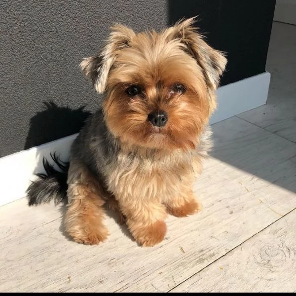 cuccioli di yorkshire terrier | Foto 0