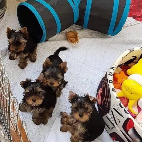 cuccioli di yorkshire terrier