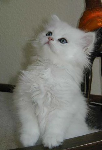 2 gattini persiano di razza pura disponibili per l'adozione. 