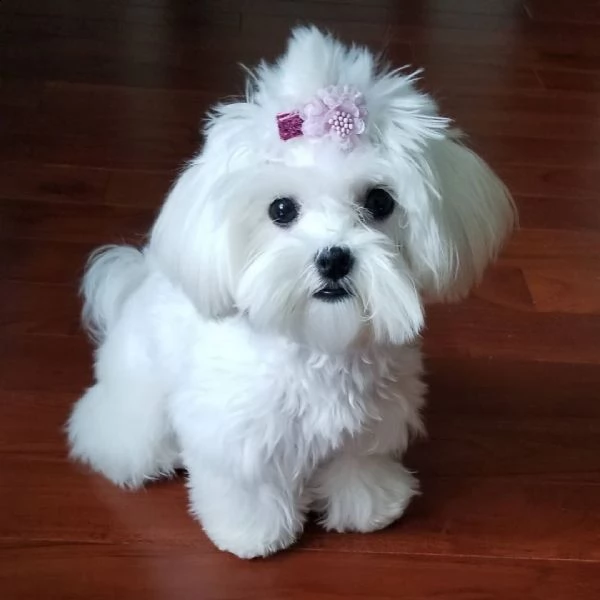  regalo maltese++++--