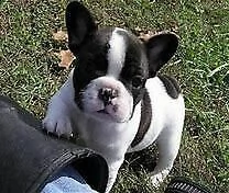 disponibile cucciolo di bull dog francese
