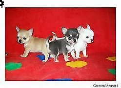 cucciolo di pincher chiwawa mini toy b