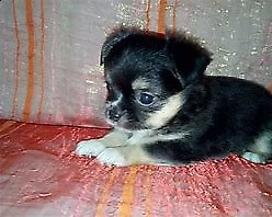 cucciolo di pincher chuwawa mini toy/