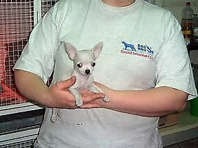 cuccioletti di chiwawa