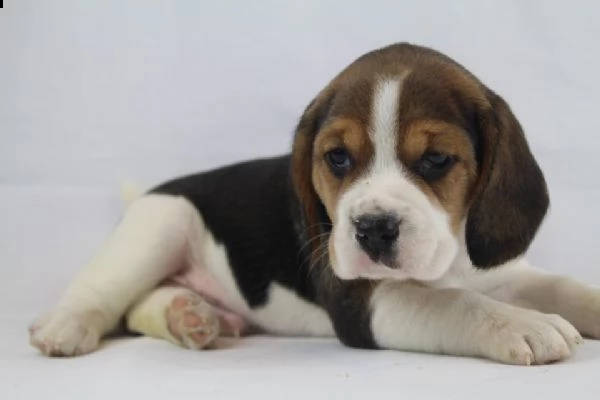 teneri cuccioli di beagle intrigantissimi dolcissimi e molto inteligentissimi 