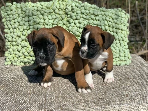 bellissimi boxer color fulvo, 