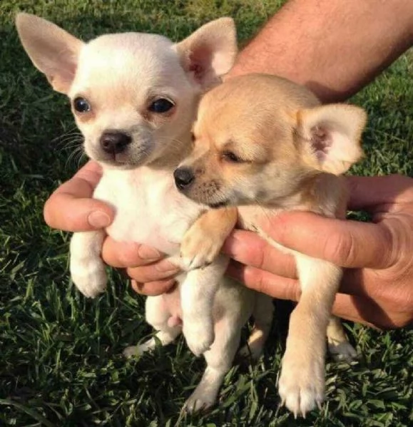 bellissimi chihuahua, diversi colori disponibili,