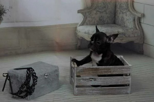 bellissimi french bulldog ./