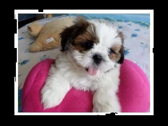 disponibili cuccioli di intrigantissimi cuccioli di shitzu, di tre mesi