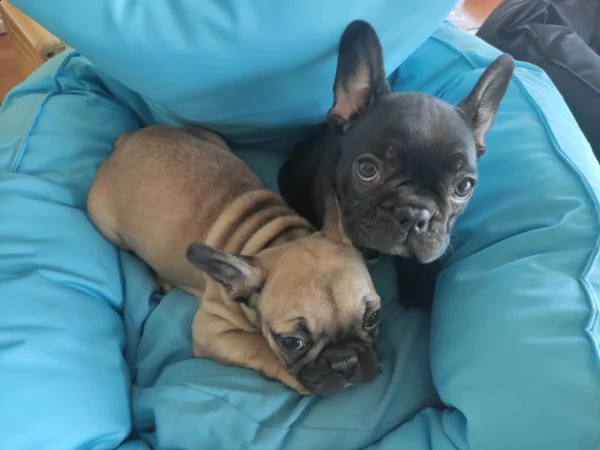 cuccioli di bulldog francese.