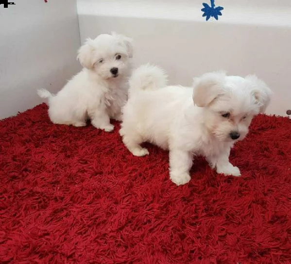 dispongo di bellissimi cuccioli di razza maltese.