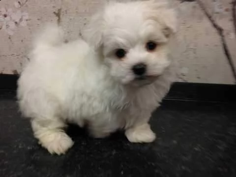 cediamo cucciolo di maltese mini mini toy 
