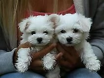 cucciolo di maltese mini toy intrigantissimo originalissimo 