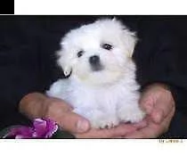 disponiamo cucciolo di maltese mini toy