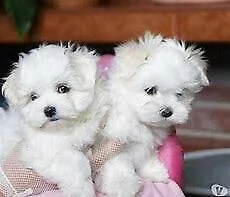 cuccioli di maltese mini toy dolcissimo e molto generosissimo da tenere in casa 