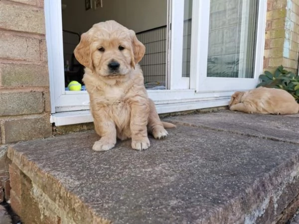 ottimi cuccioli di golden retriever