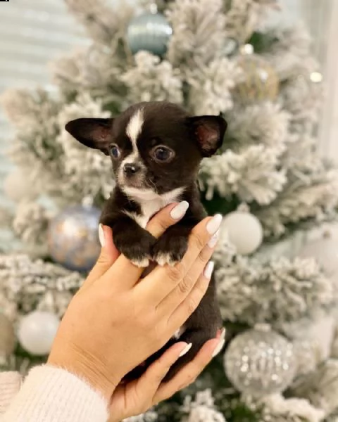 giocosi cuccioli di chihuahua.  