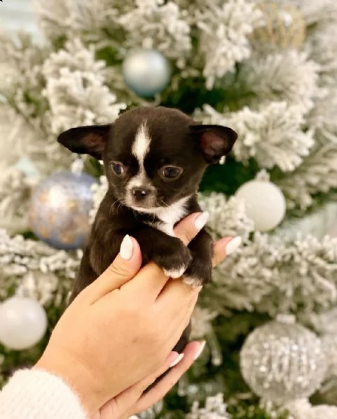 giocosi cuccioli di chihuahua.   | Foto 0