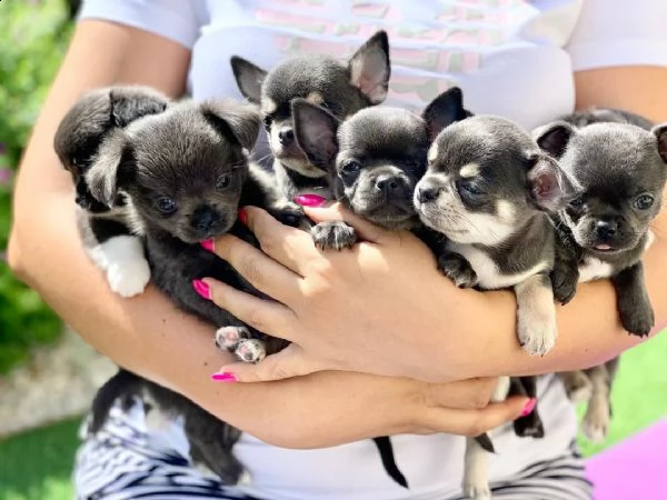 splendidi cuccioli di chihuahua.  