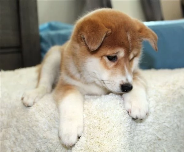  regalo cuccioli shiba inu