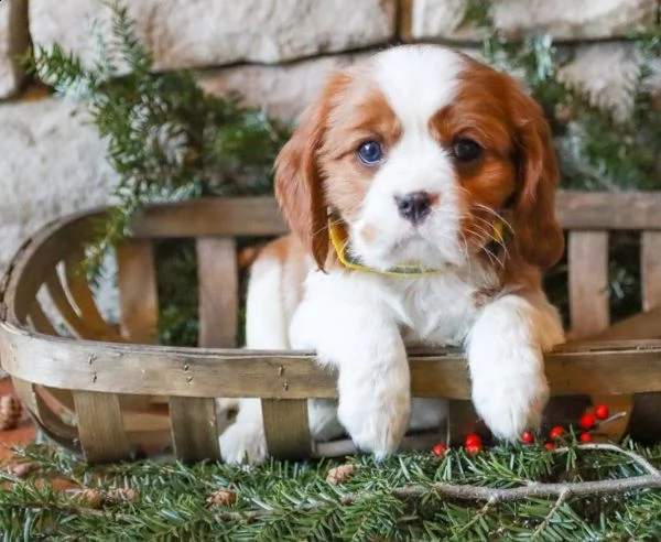  cuccioli di cavalier king  