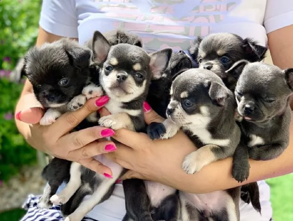 giocosi cuccioli di chihuahua | Foto 0