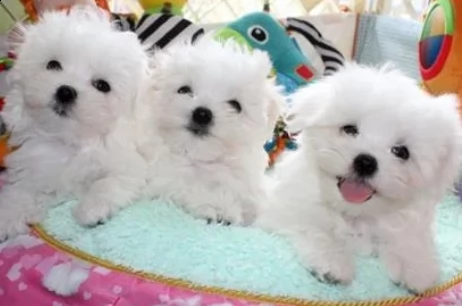 maltese cuccioli
