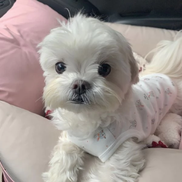  regalo maltese | Foto 0